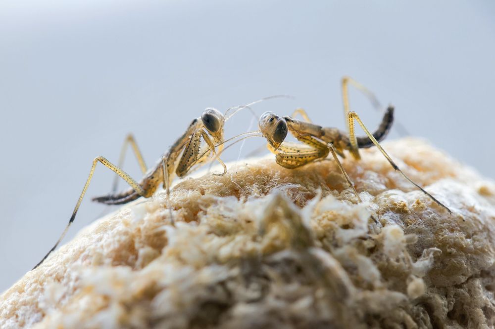 Инопланетяне