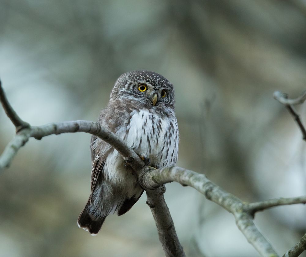 Режим поиска жертвы