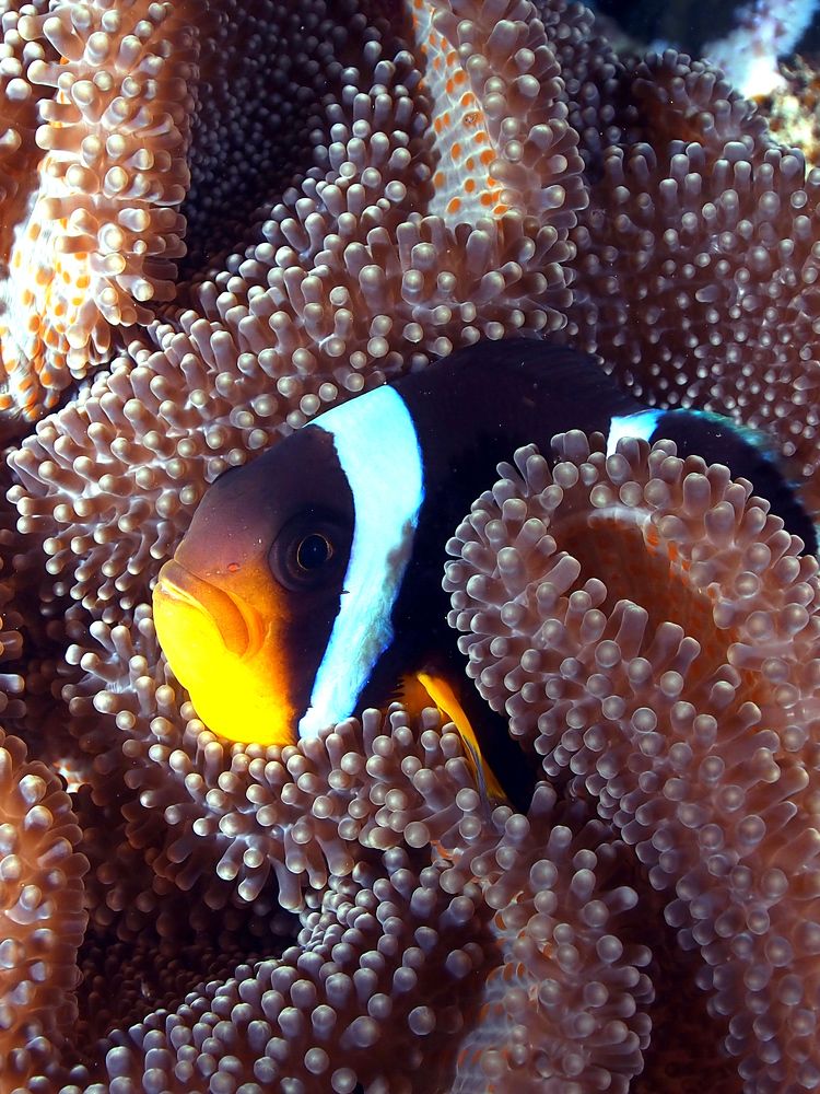 Safe under the blanket