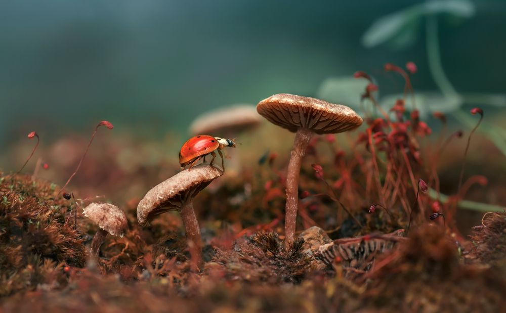 Photograph by Тараненко Анжелика