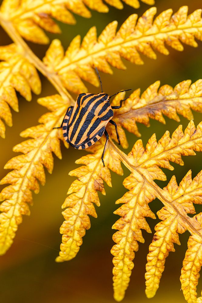 Striped yellow beetle on golden fern leaf