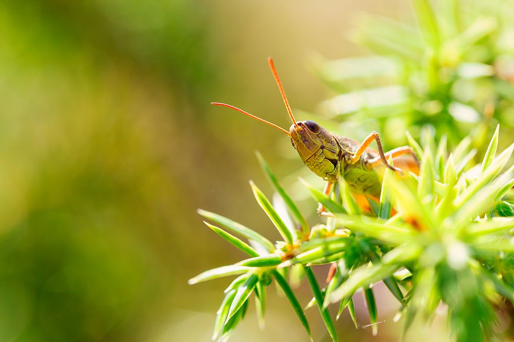 Grasshopper in juniper