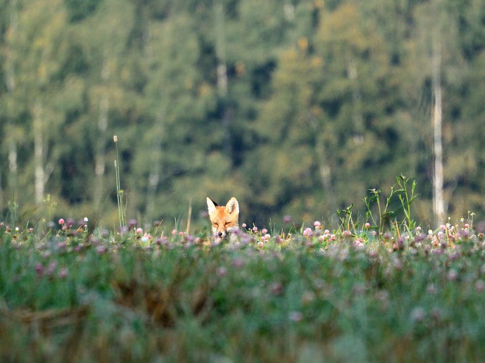 В разгаре лето
