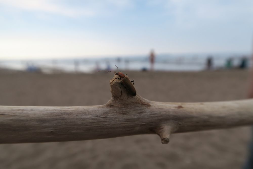 мечты о море