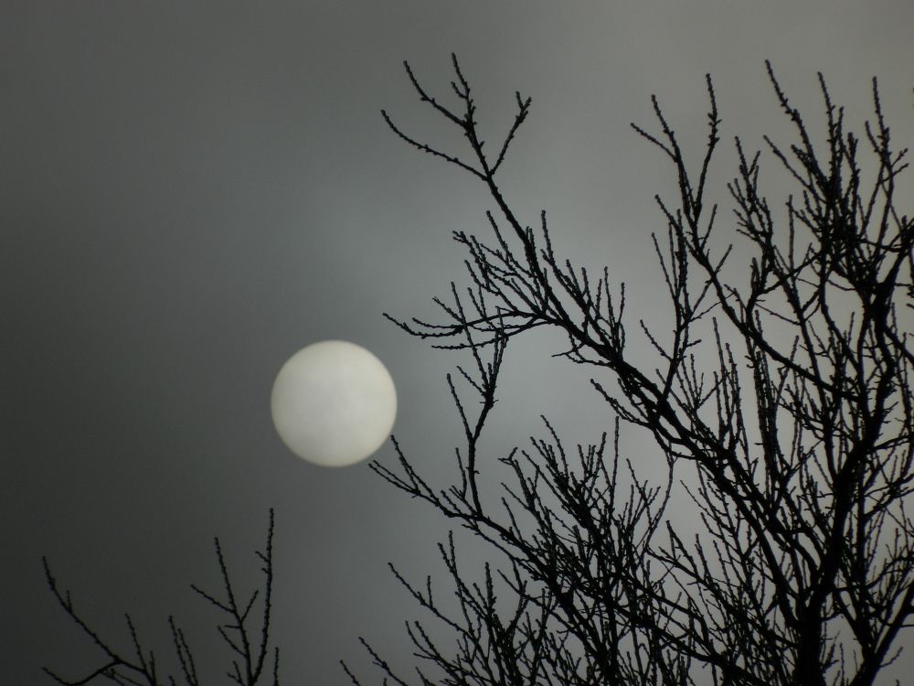 Photo #2738812