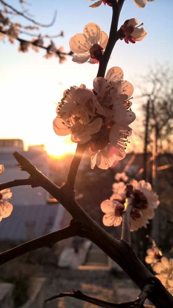 весенний рассвет