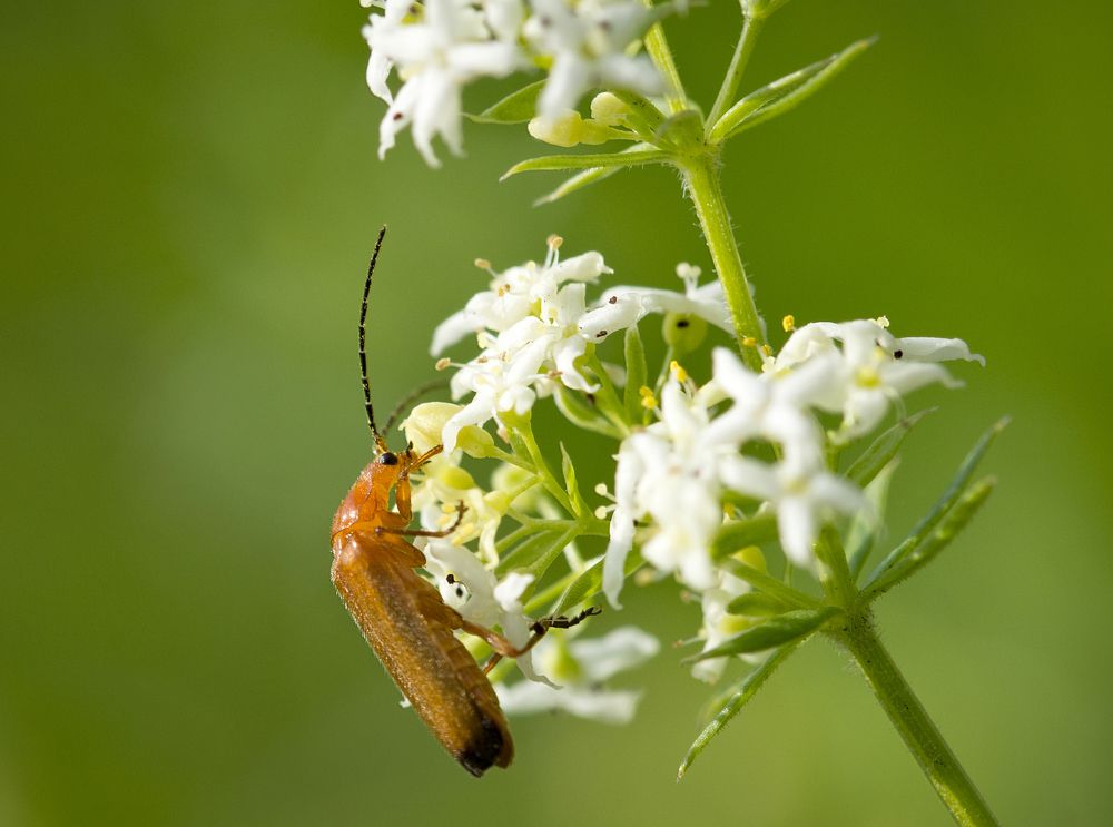 Rhagonycha fulva