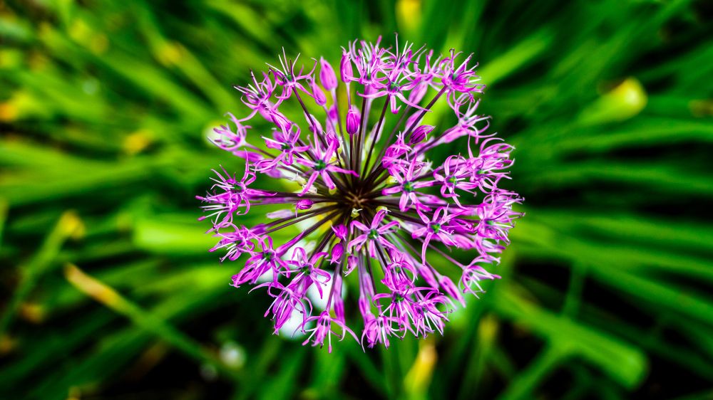 дикий чеснок