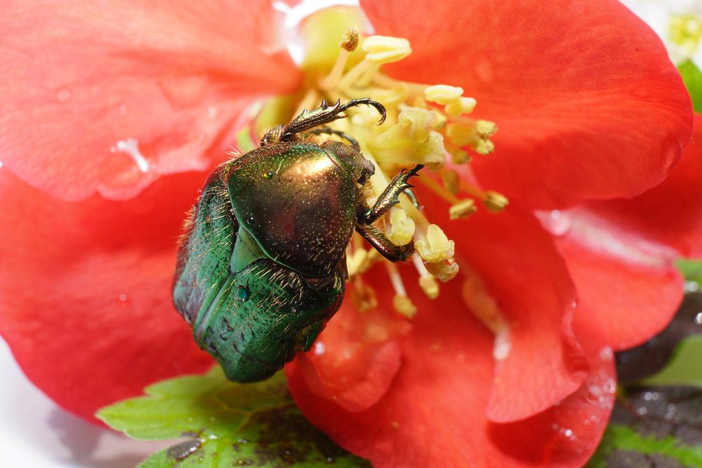 Flower chafer