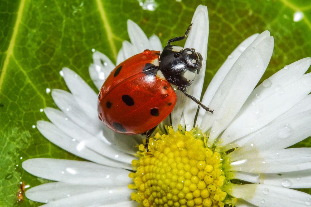 Божья коровка ladybird