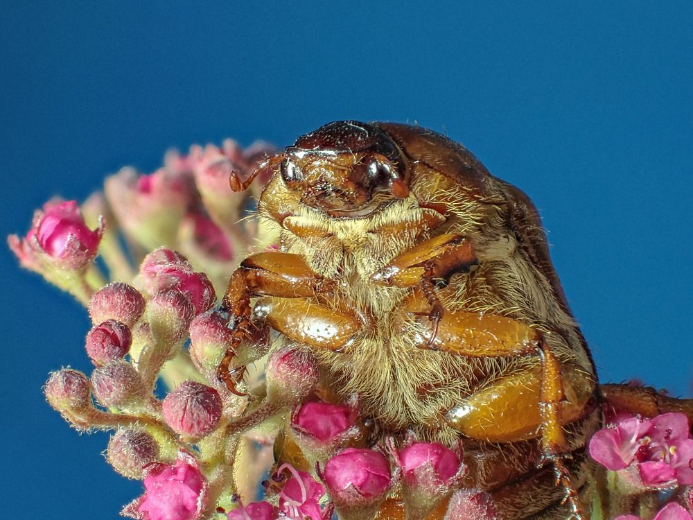 Нехрущ обыкновенный MAY BEETLES (JUNE BUGS)