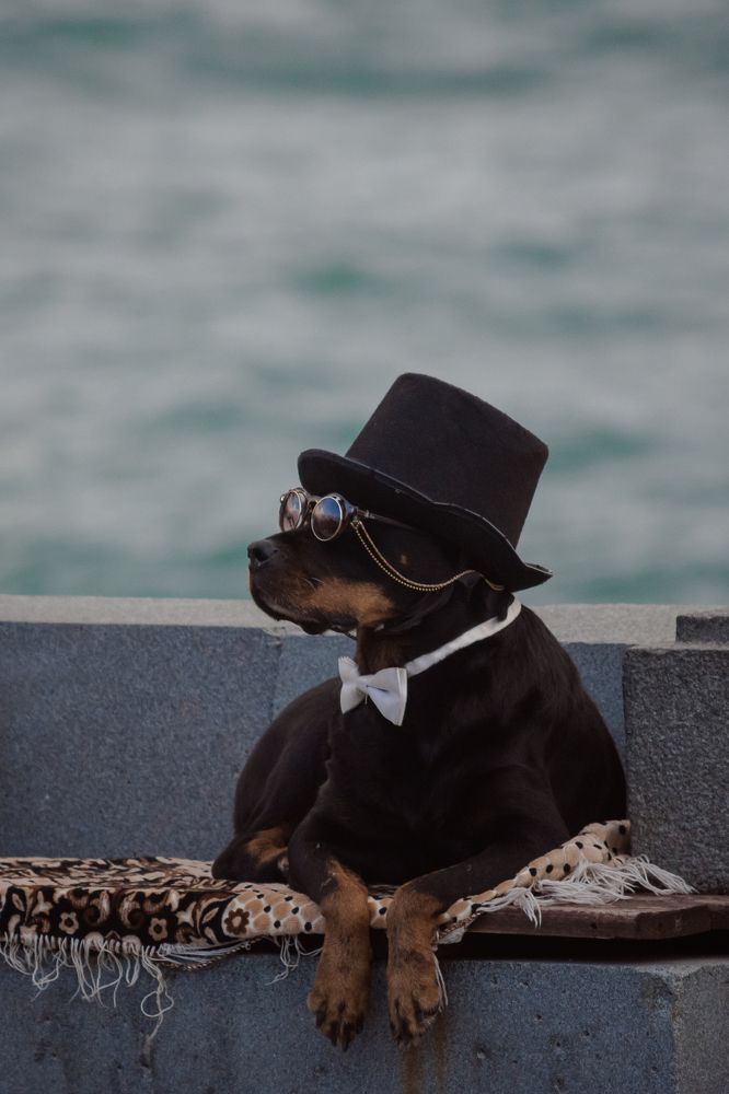 Интелегент