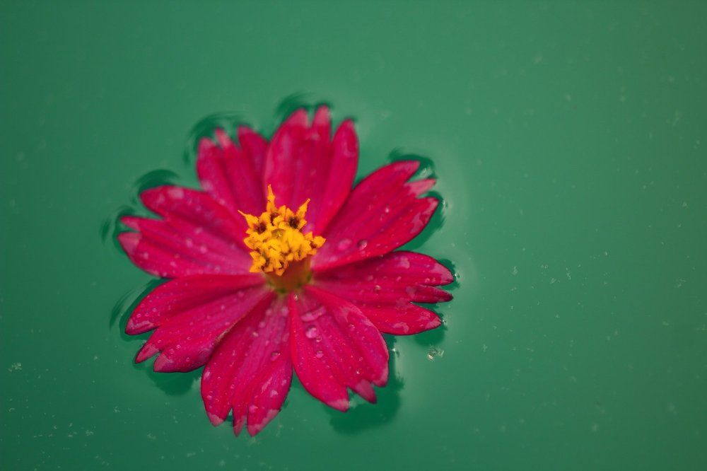 Lonely Cosme Flower
