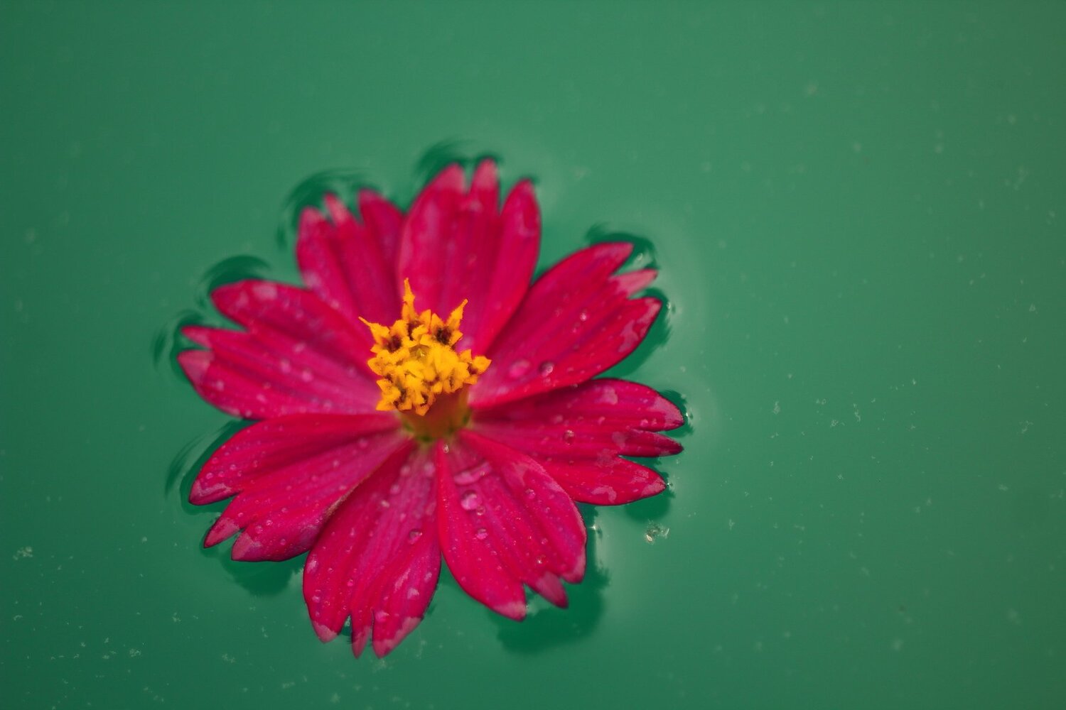 Lonely Cosme Flower