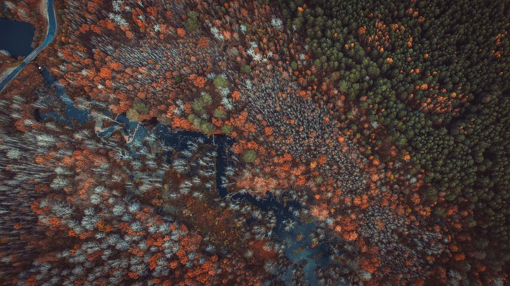 Осенний лес