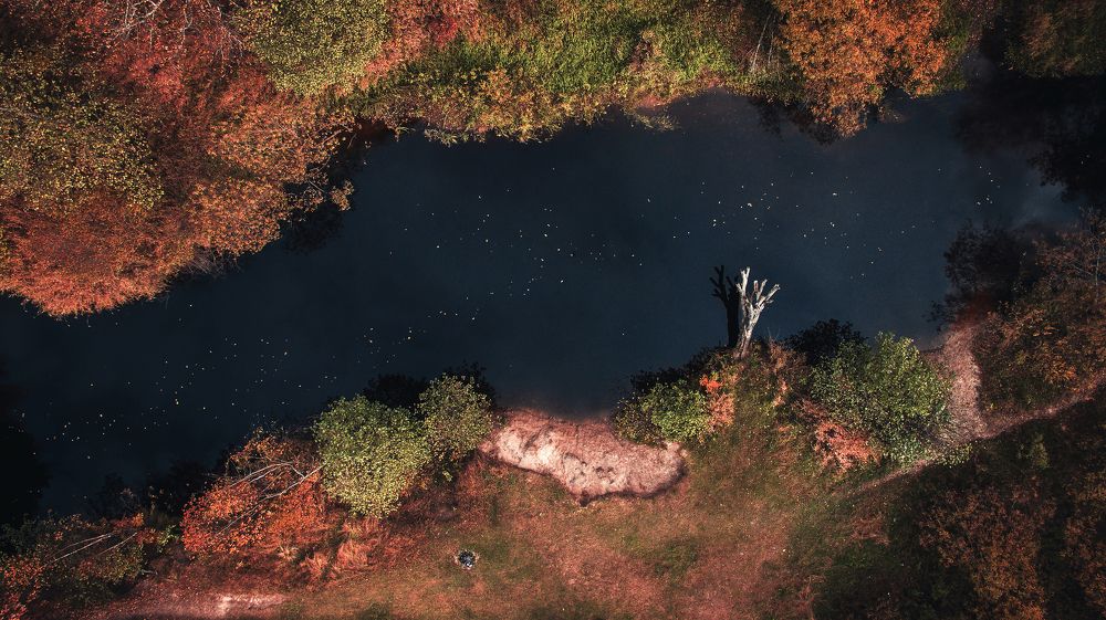 Лесное зеркало