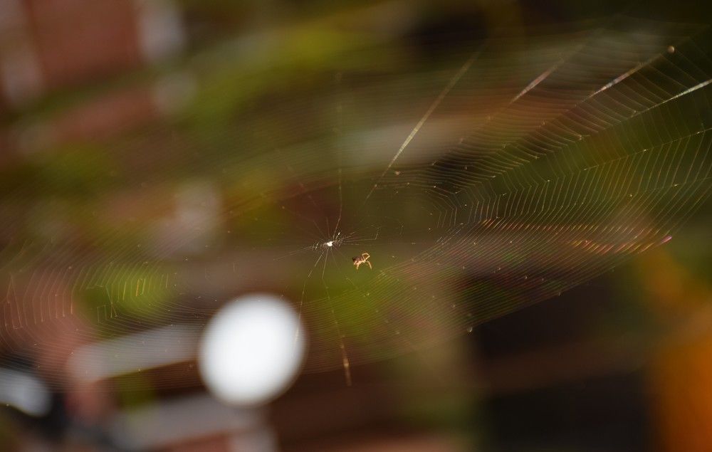 SpiderWeb