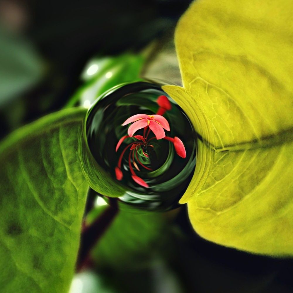 Flower reflect on drop of water