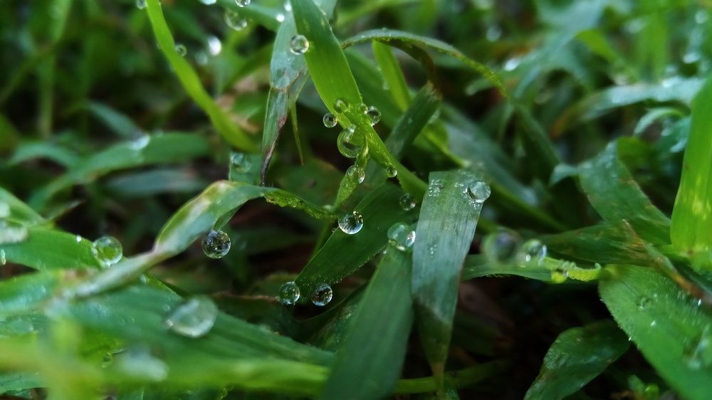 raindrops on petals