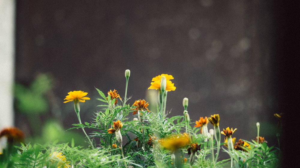 Photograph by Евгений Мериакре