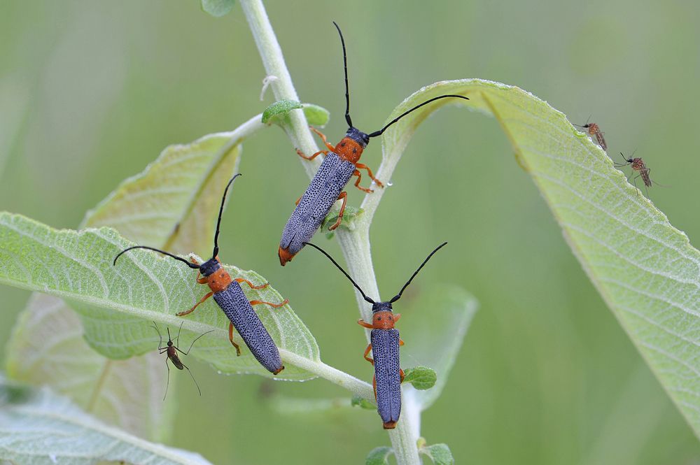 Международные переговоры.