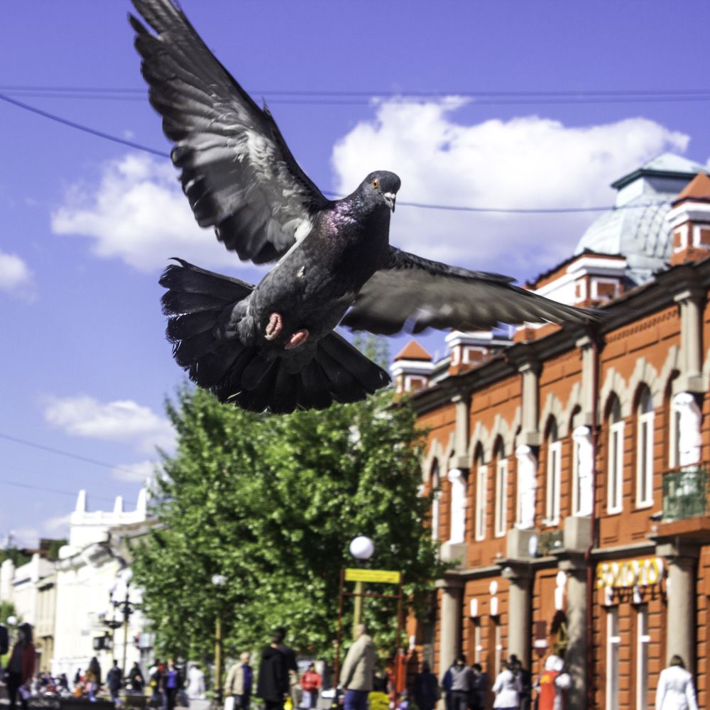 Голубь