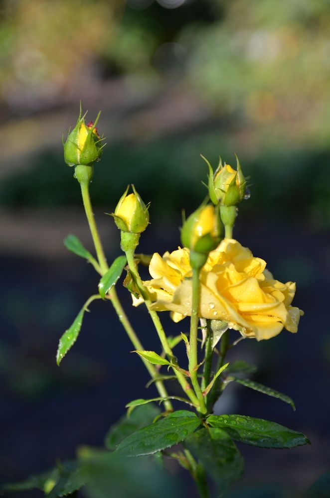 Любимая роза