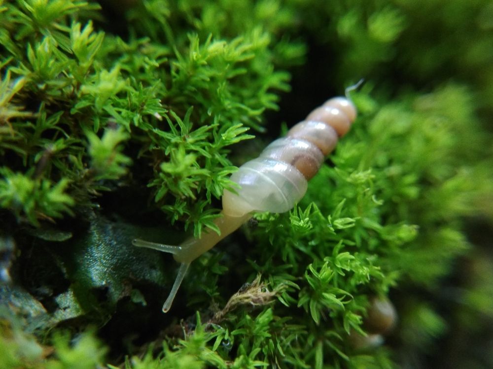 Little Snail