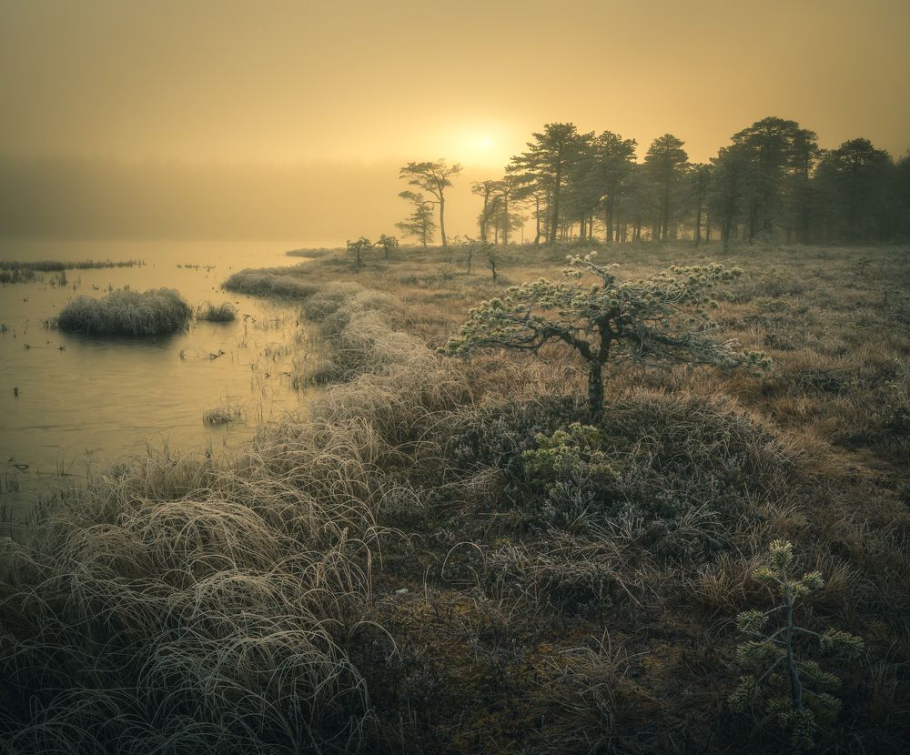 Misty marshes