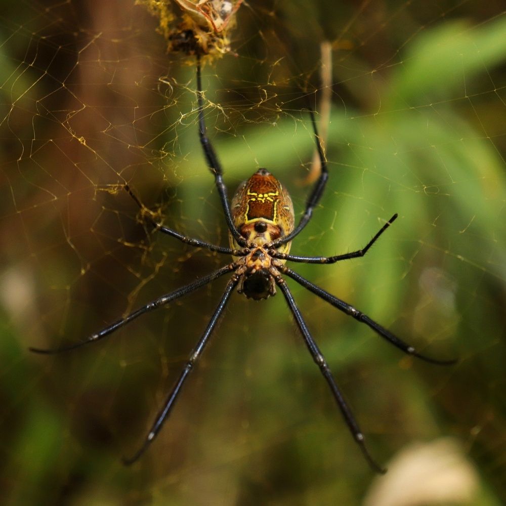 Golden orb Weaver