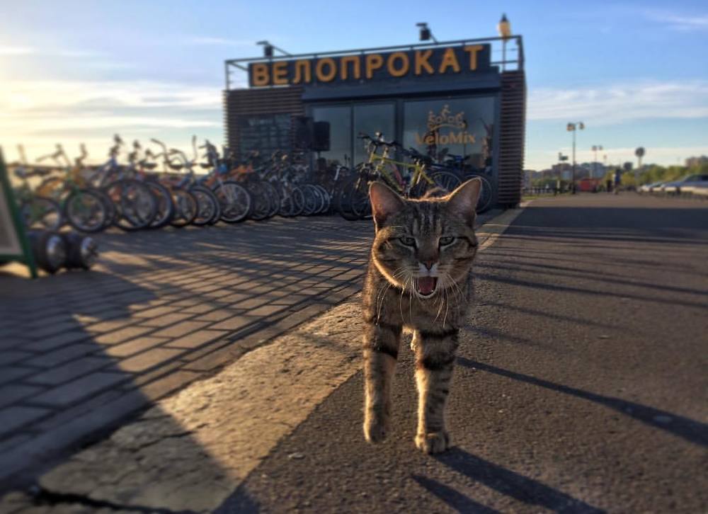 Велосипед брать будите?