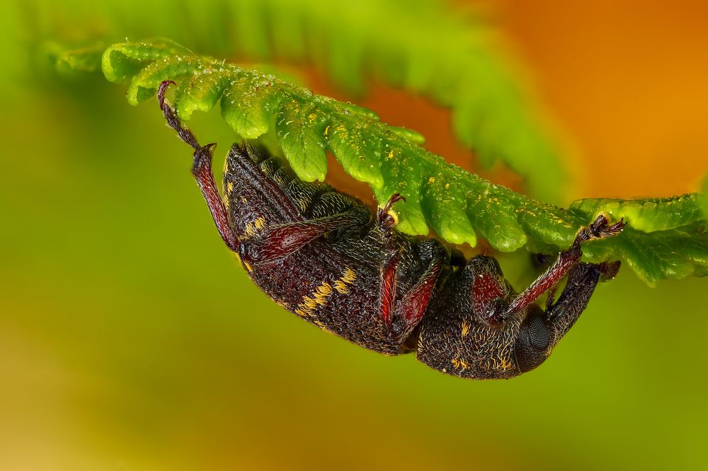 Долгоносик