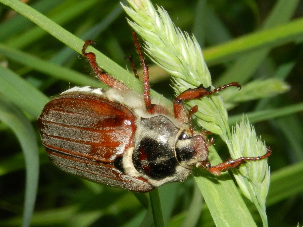 Майский жук