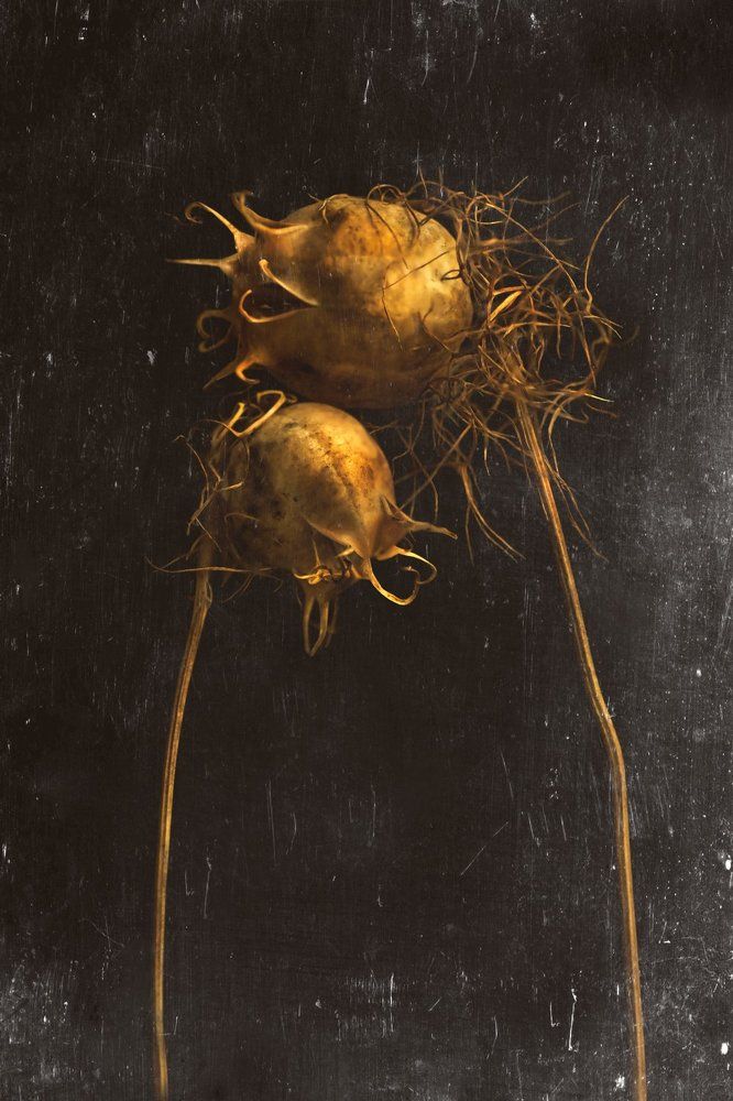 Photograph by Тараненко Анжелика