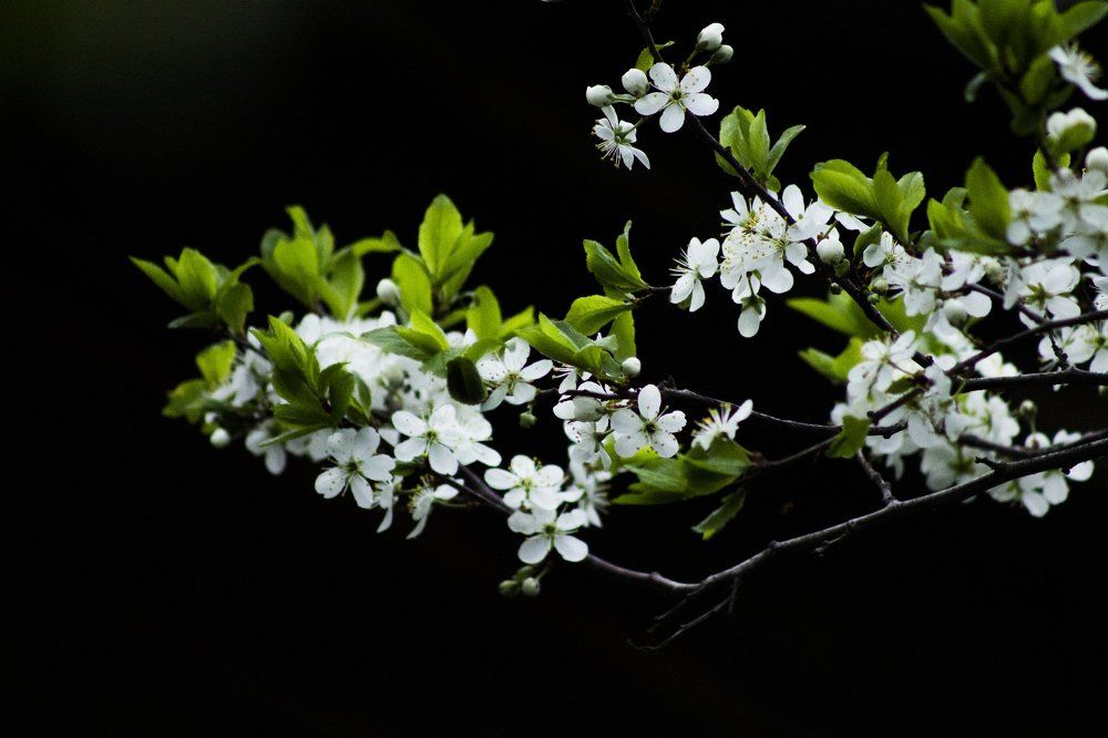 Цветение терновника