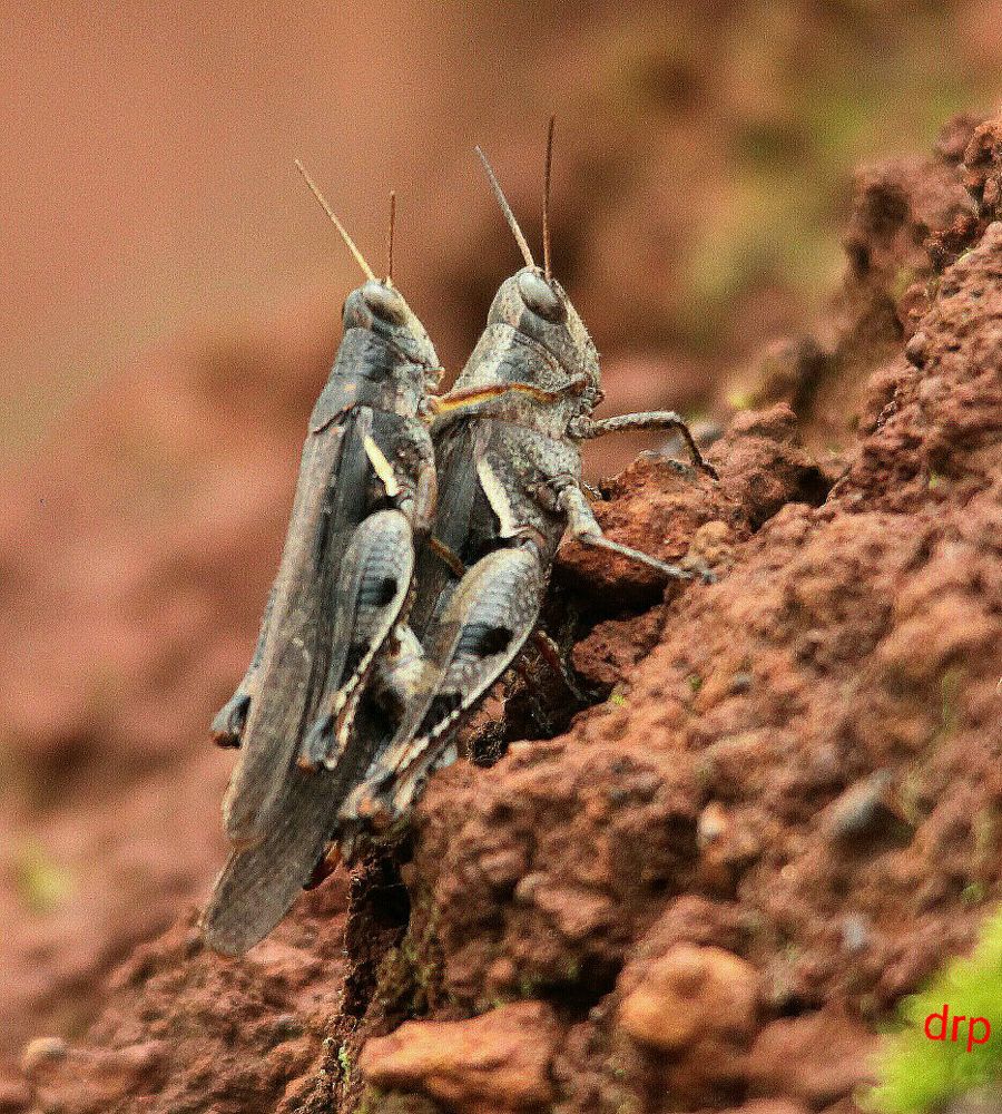 Mating grasshoppers