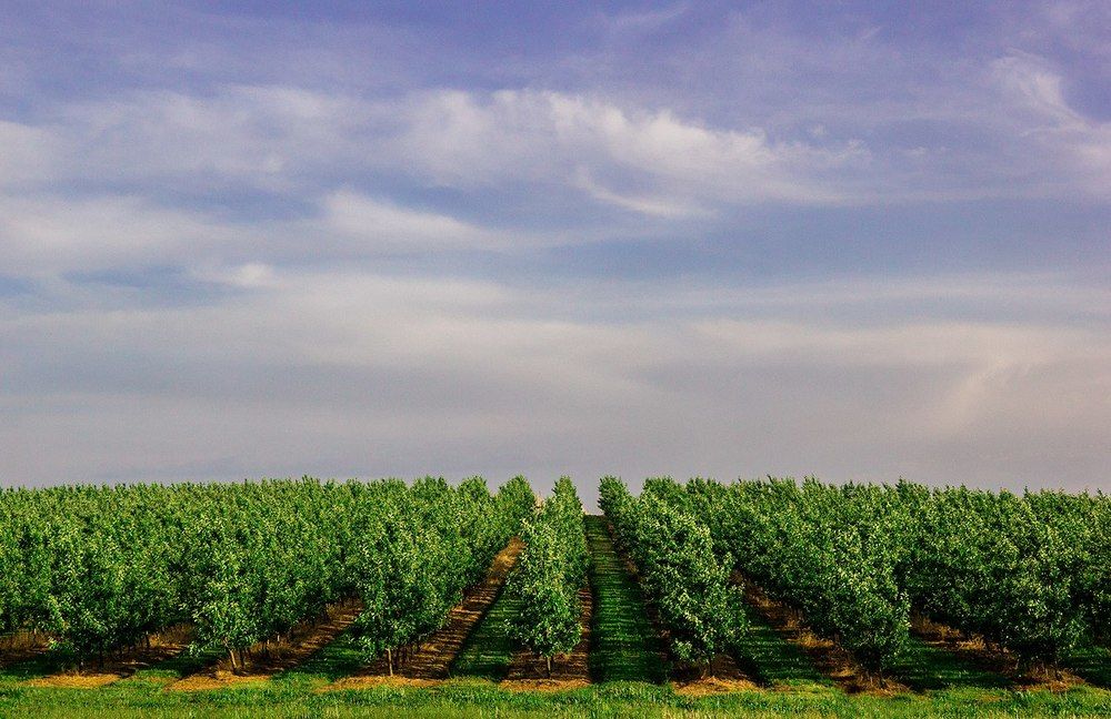 Молодой сад