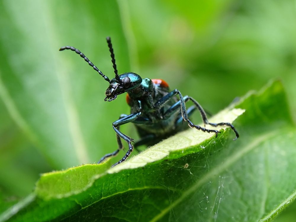 Жук Нарывник