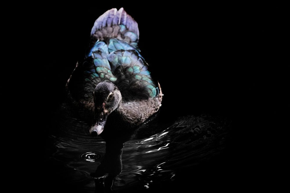 Nadando en la oscuridad