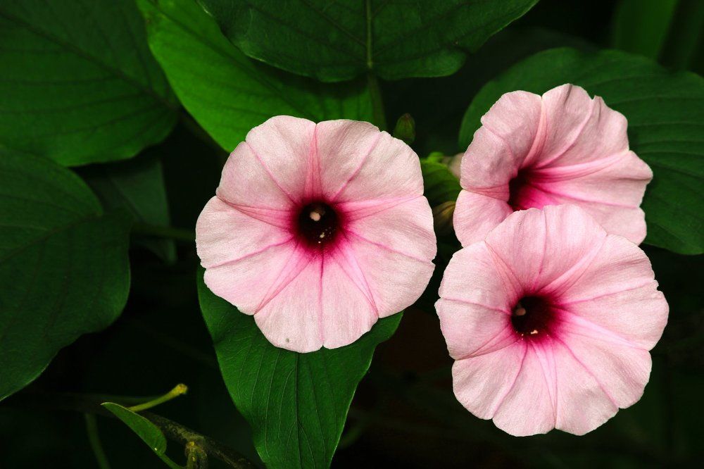 Photograph by Saylee Kale