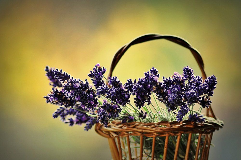 November Lavender