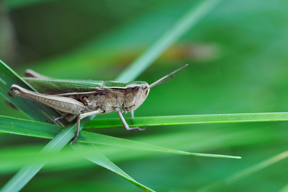 Small and green