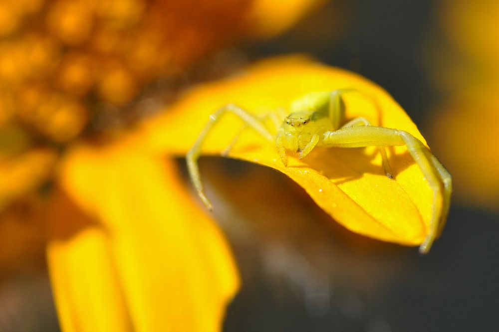 Small and yellow