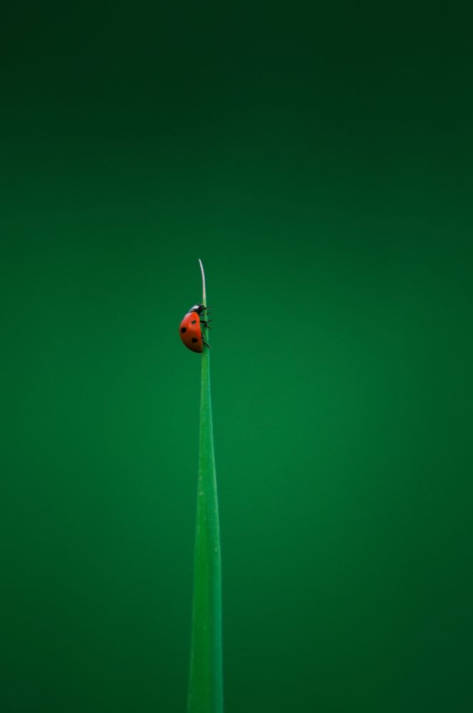 Red and green