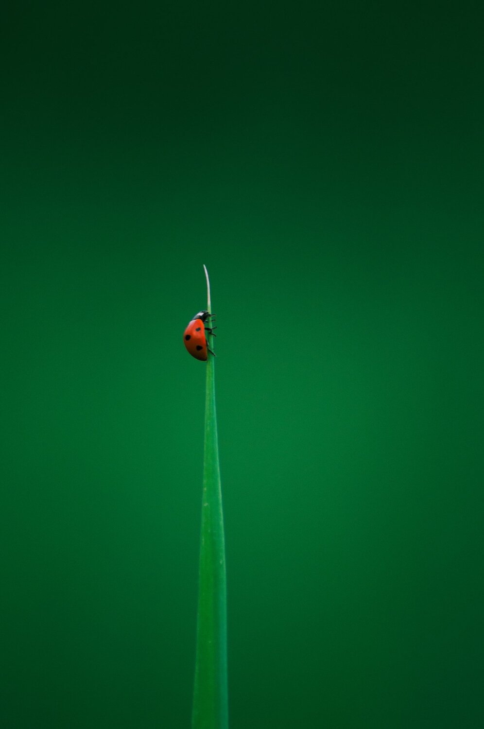Red and green