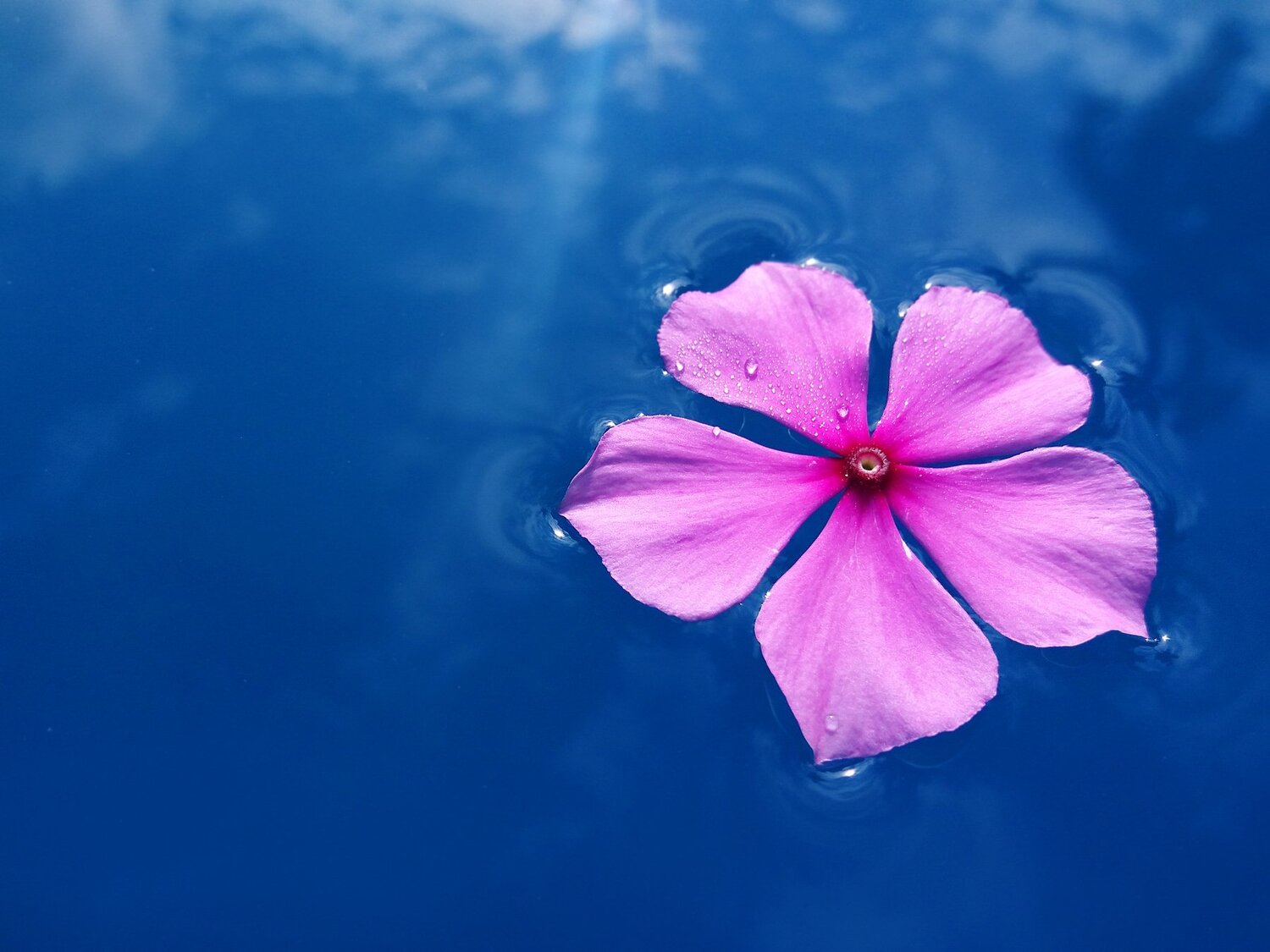 Vinca Rosea