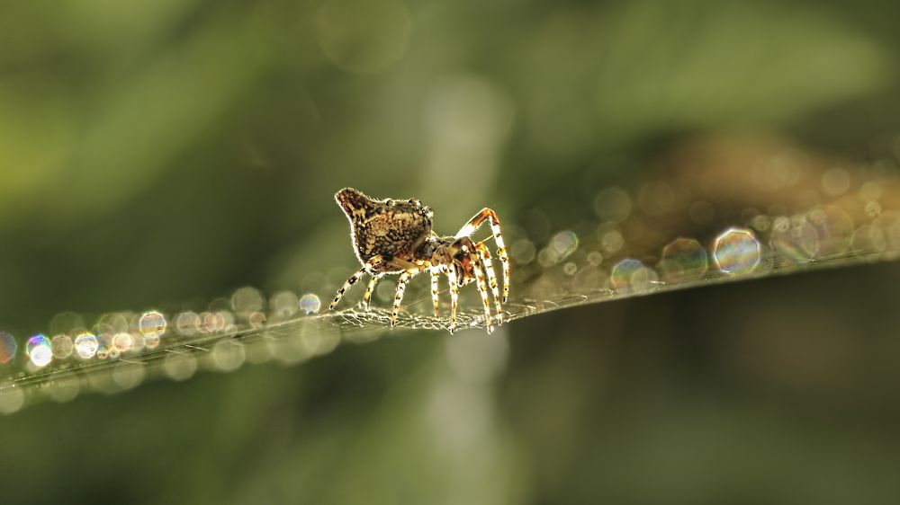 Photograph by Selma Kotancı