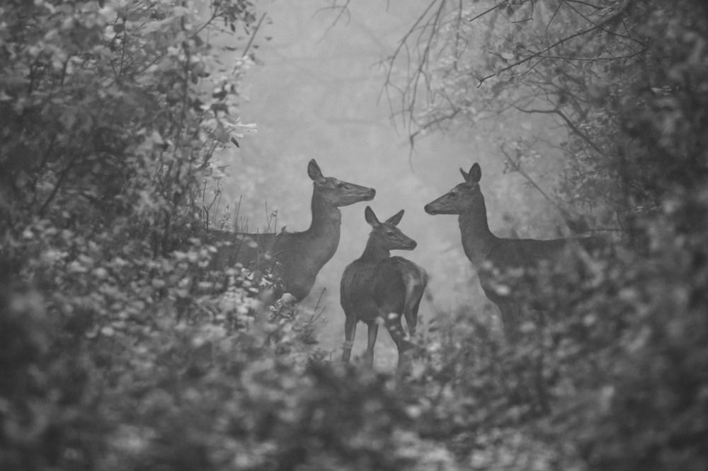 Трио оленей