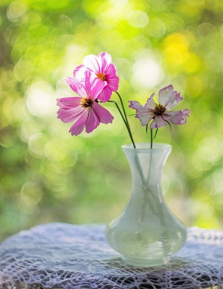 букет космеи