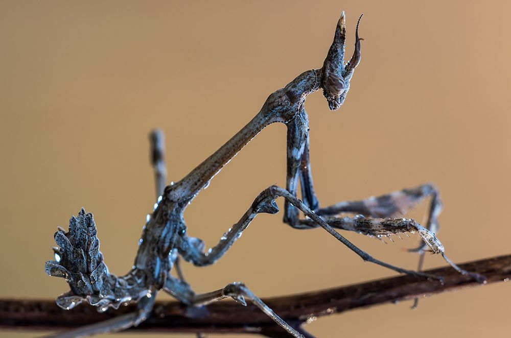 Мефистофель